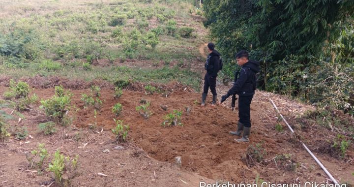 Sat Samapta Polres Garut Patroli Ke Perkebunan Teh